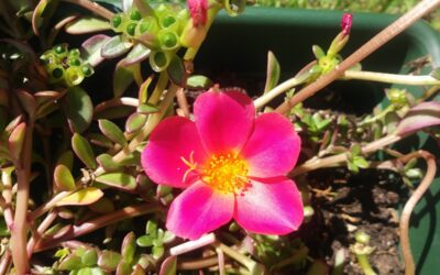 I Domenica di Quaresima