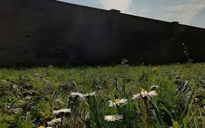 V Domenica di Quaresima