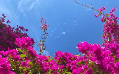Solennità di Pentecoste
