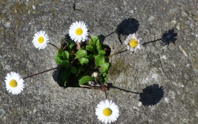 III Domenica del Tempo Ordinario