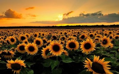 V Domenica di Pasqua